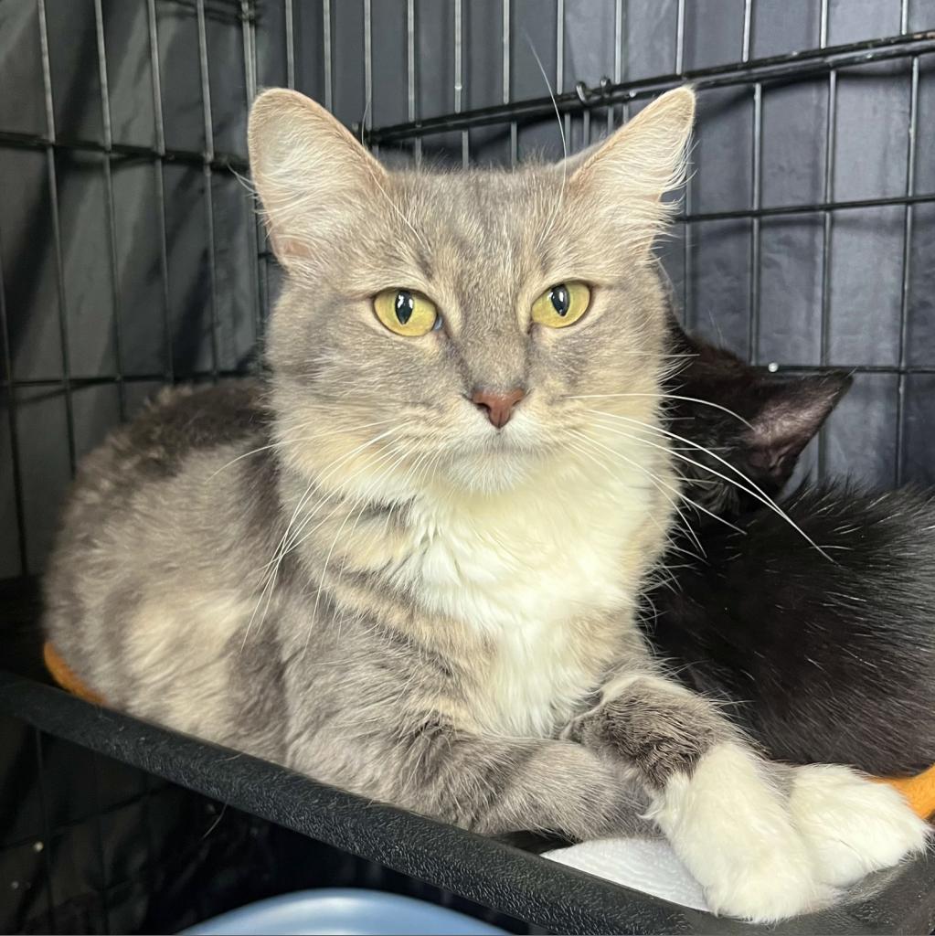 Lemon, an adoptable Domestic Medium Hair in Fredericksburg, TX, 78624 | Photo Image 5