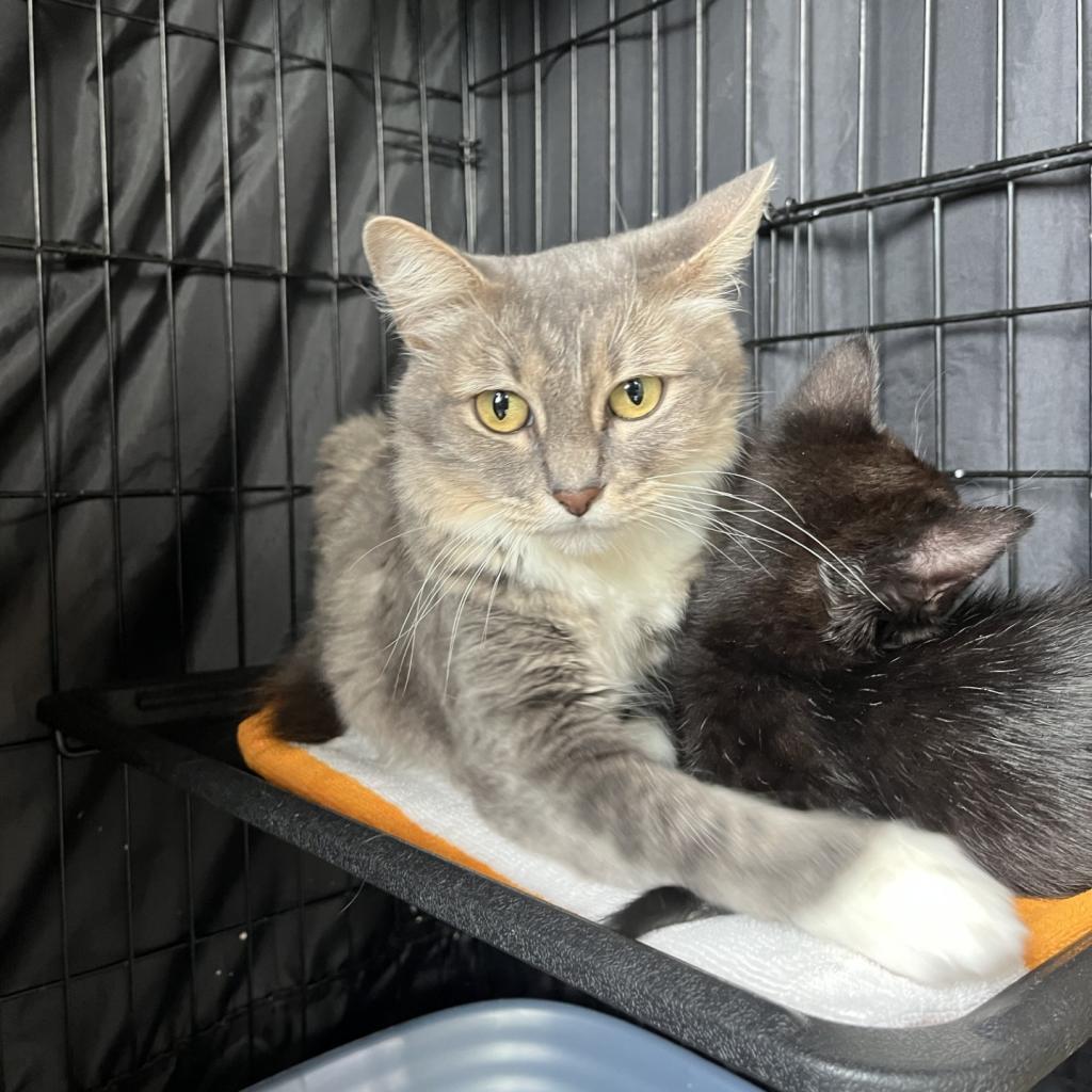 Lemon, an adoptable Domestic Medium Hair in Fredericksburg, TX, 78624 | Photo Image 6