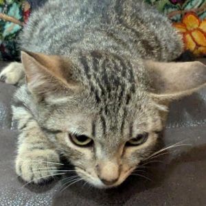 A brave Kitten Rescue volunteer rescued 7-week-old Milu from the roof of a house