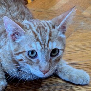 Garfield