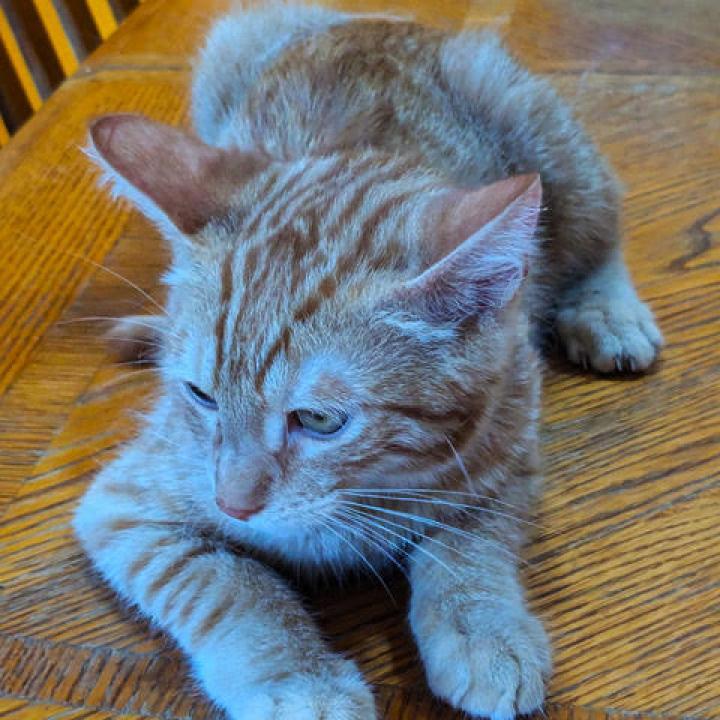 Garfield 2