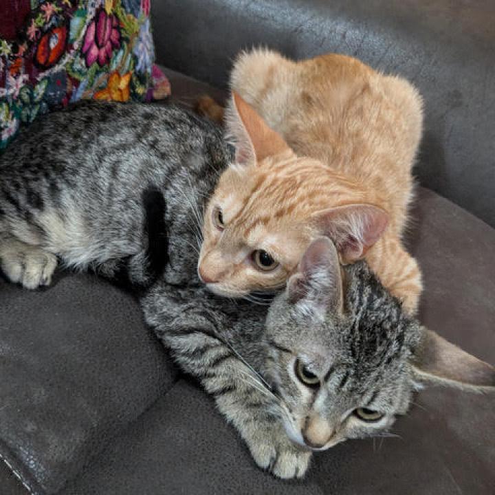 Garfield 3