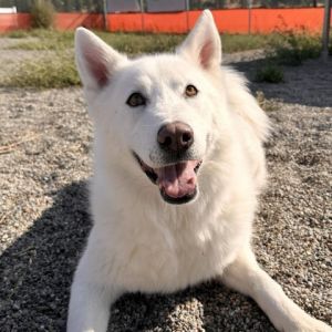 Sugar Siberian Husky Dog