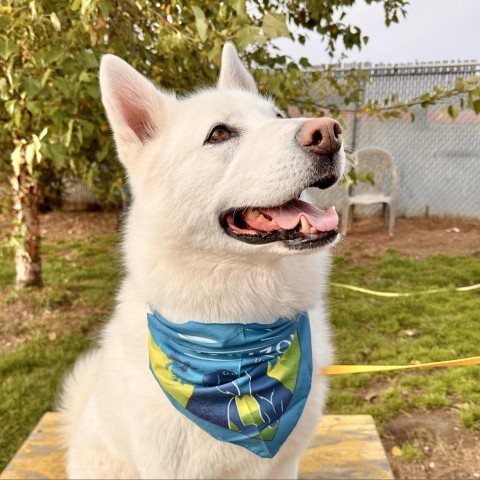 Sugar, an adoptable Siberian Husky, Alaskan Malamute in Spokane, WA, 99217 | Photo Image 1