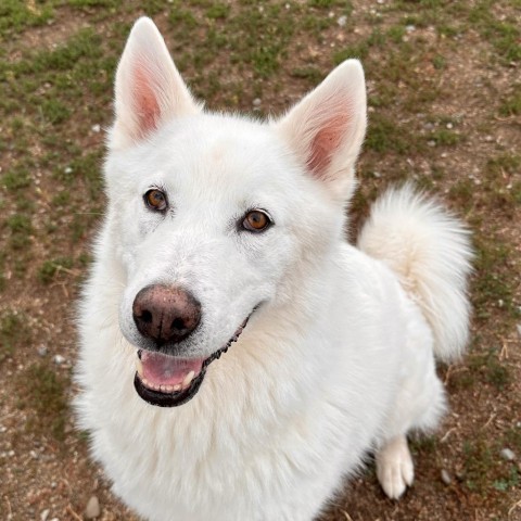 Sugar, an adoptable Siberian Husky, Alaskan Malamute in Spokane, WA, 99217 | Photo Image 2