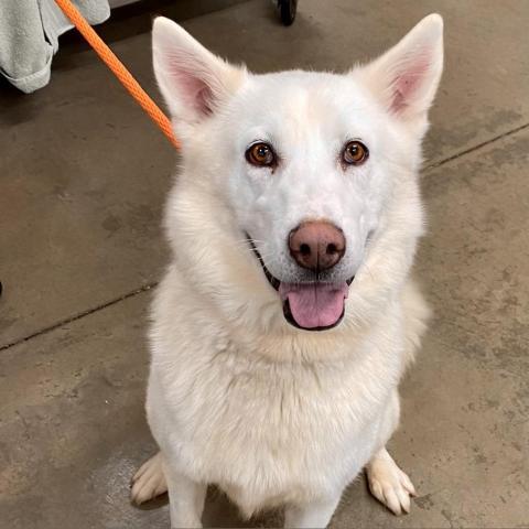 Sugar, an adoptable Siberian Husky, Alaskan Malamute in Spokane, WA, 99217 | Photo Image 2