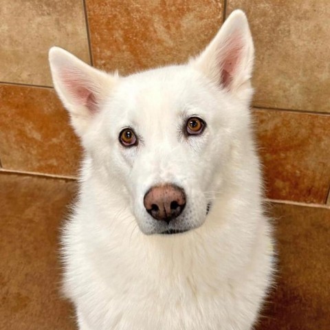 Sugar, an adoptable Siberian Husky, Alaskan Malamute in Spokane, WA, 99217 | Photo Image 3