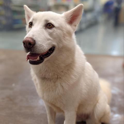 Sugar, an adoptable Siberian Husky, Alaskan Malamute in Spokane, WA, 99217 | Photo Image 3