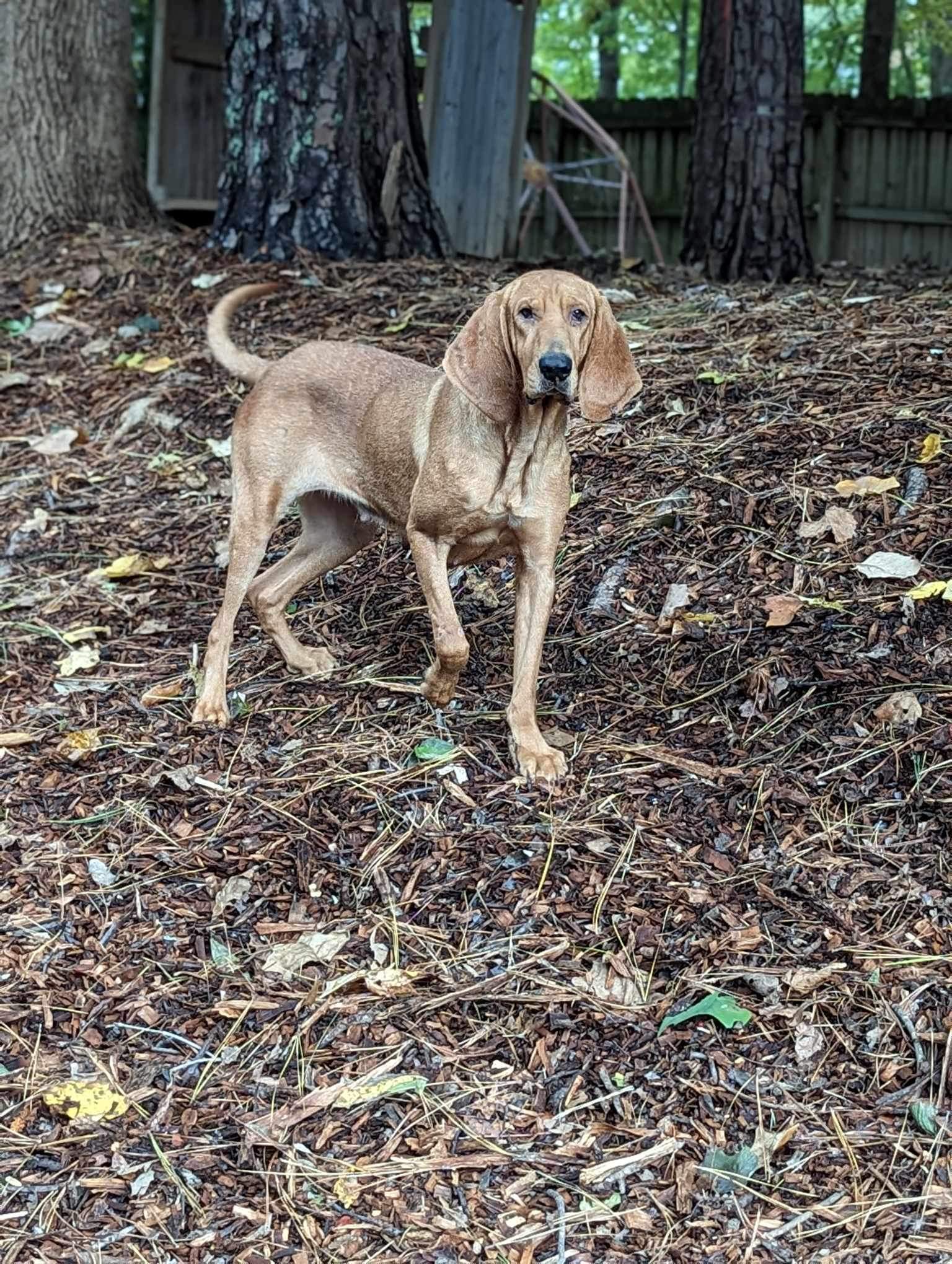 Kalina-Home for the Holidays Special, an adoptable Bloodhound in Alpharetta, GA, 30009 | Photo Image 2