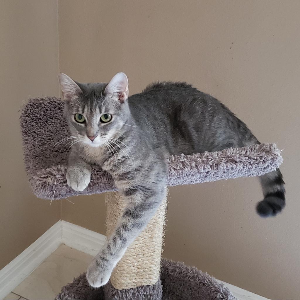 Misto, an adoptable Domestic Short Hair in Bulverde, TX, 78163 | Photo Image 1