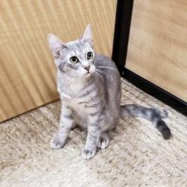 Misto, an adoptable Domestic Short Hair in Bulverde, TX, 78163 | Photo Image 2