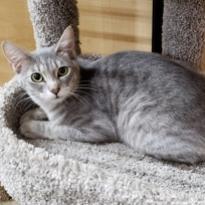 Misto, an adoptable Domestic Short Hair in Bulverde, TX, 78163 | Photo Image 3