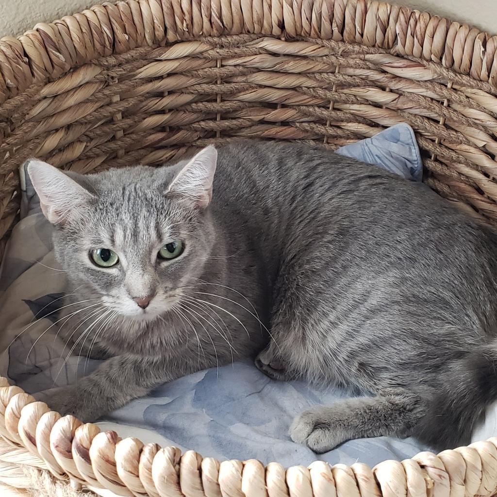 Misto, an adoptable Domestic Short Hair in Bulverde, TX, 78163 | Photo Image 4