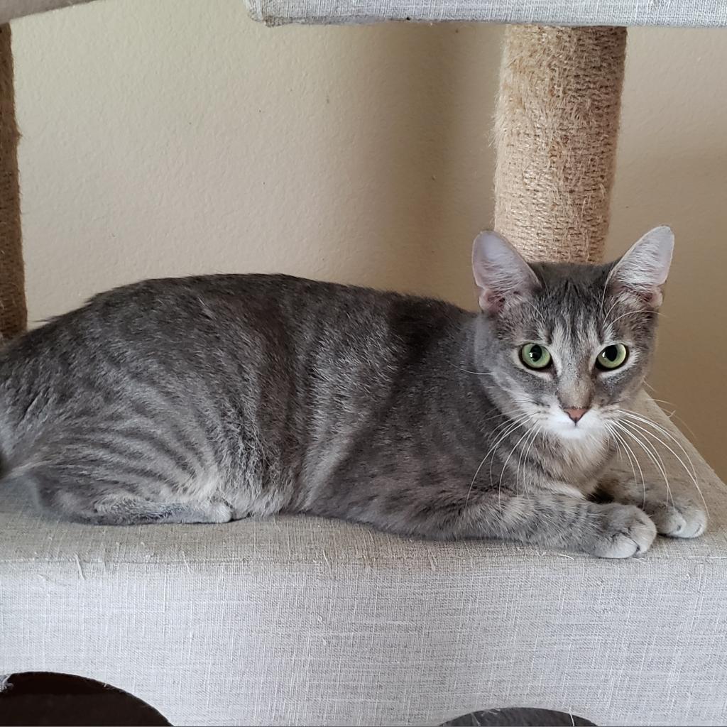 Misto, an adoptable Domestic Short Hair in Bulverde, TX, 78163 | Photo Image 5