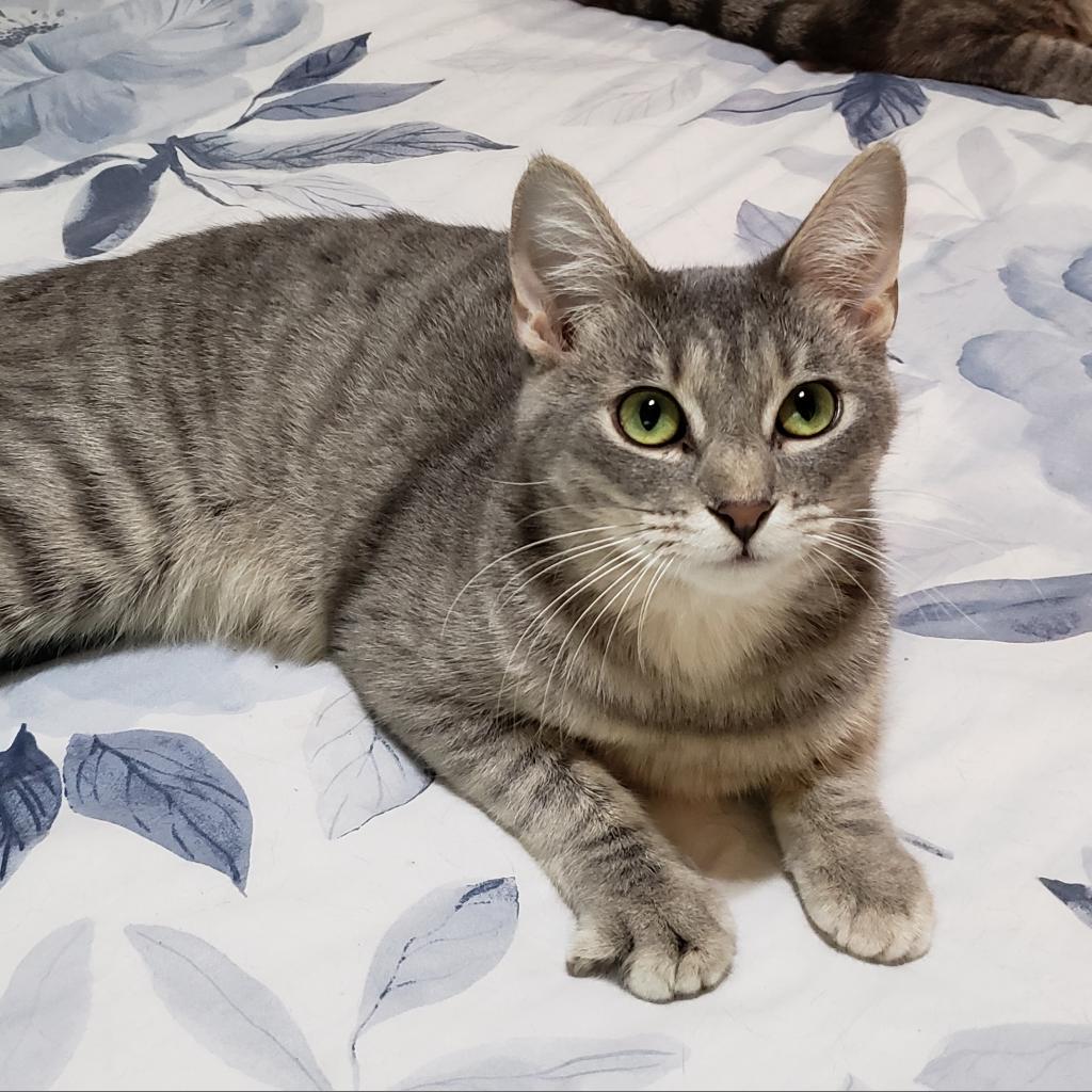 Misto, an adoptable Domestic Short Hair in Bulverde, TX, 78163 | Photo Image 6