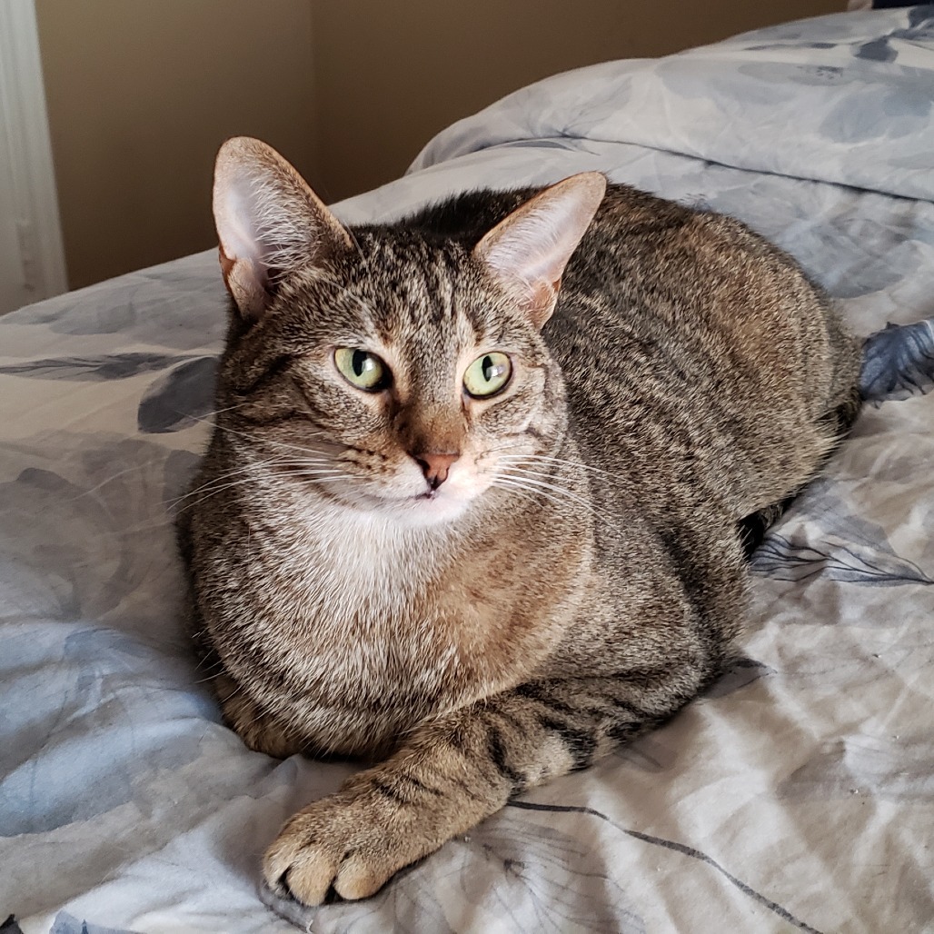 Caramelle, an adoptable Domestic Short Hair in Bulverde, TX, 78163 | Photo Image 1