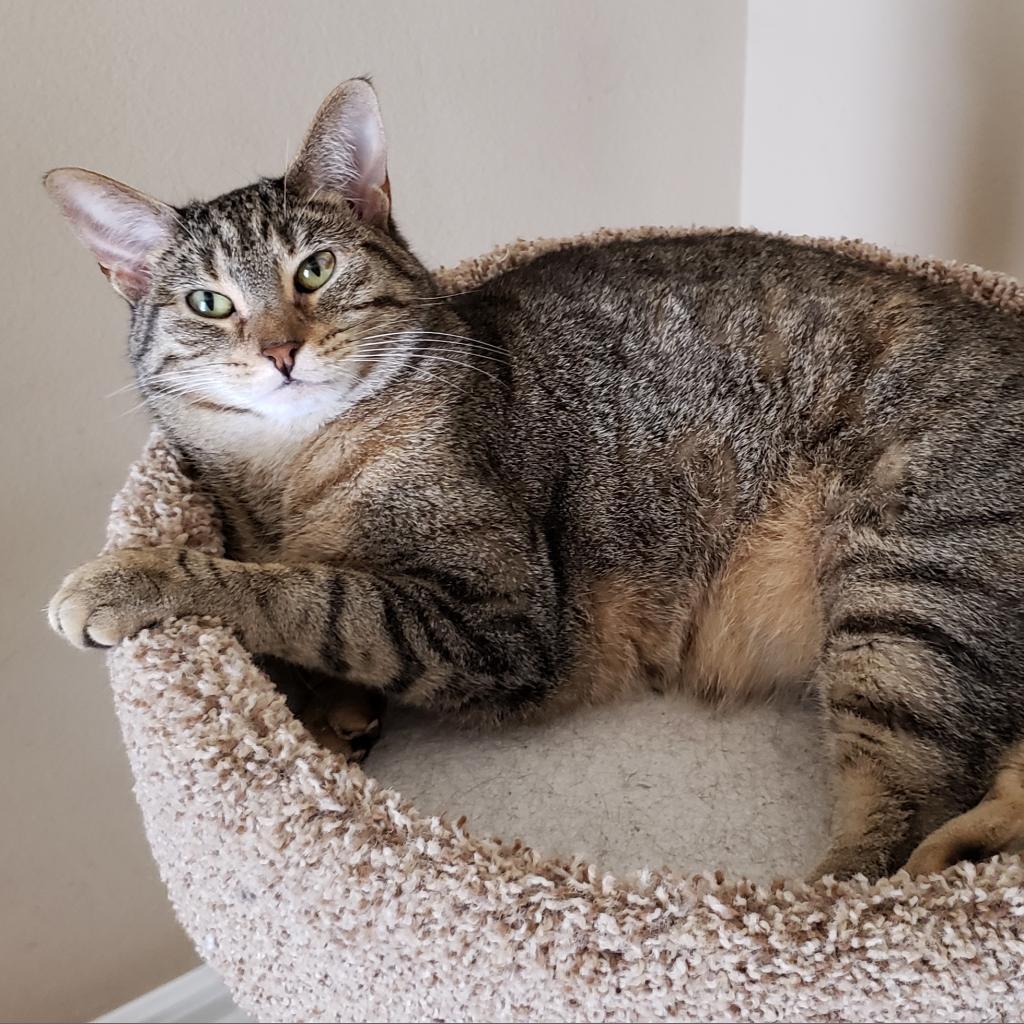 Caramelle, an adoptable Domestic Short Hair in Bulverde, TX, 78163 | Photo Image 2
