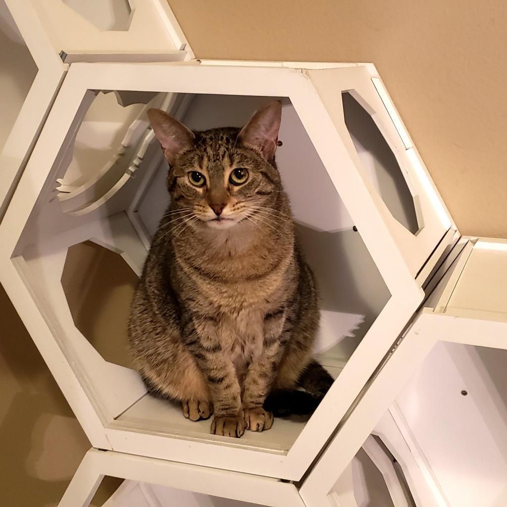 Caramelle, an adoptable Domestic Short Hair in Bulverde, TX, 78163 | Photo Image 3