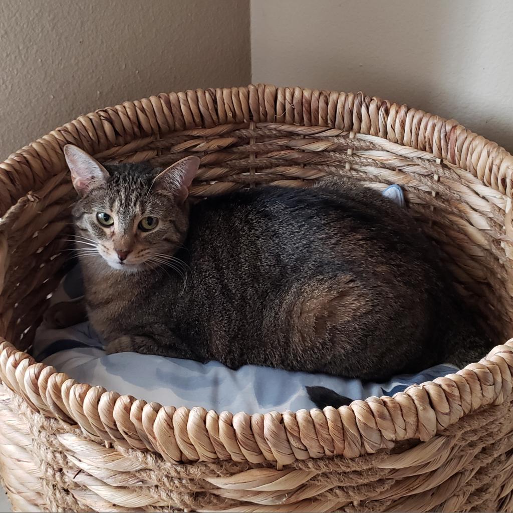 Caramelle, an adoptable Domestic Short Hair in Bulverde, TX, 78163 | Photo Image 4