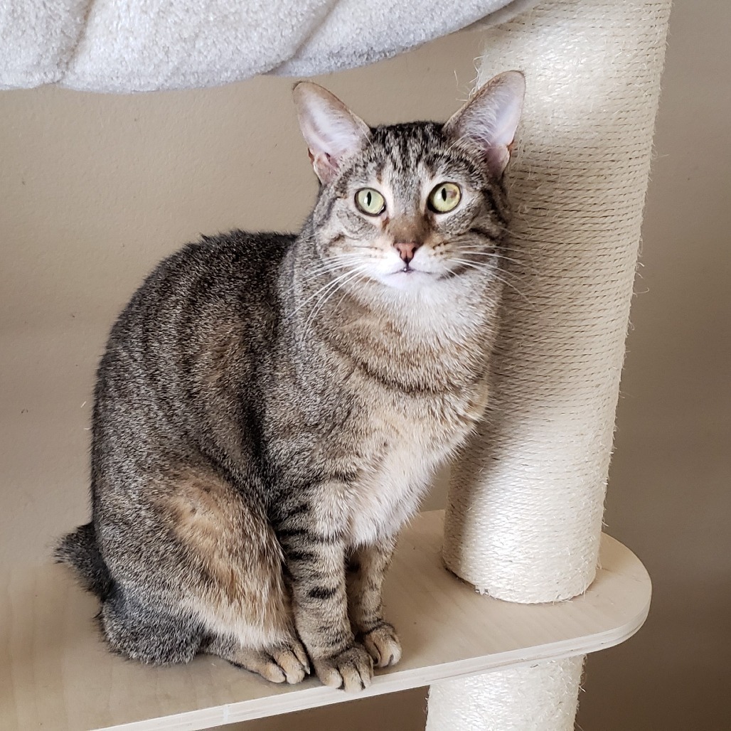 Caramelle, an adoptable Domestic Short Hair in Bulverde, TX, 78163 | Photo Image 4