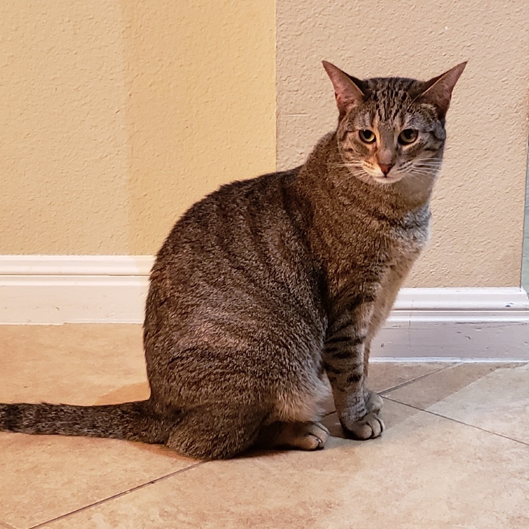 Caramelle, an adoptable Domestic Short Hair in Bulverde, TX, 78163 | Photo Image 5