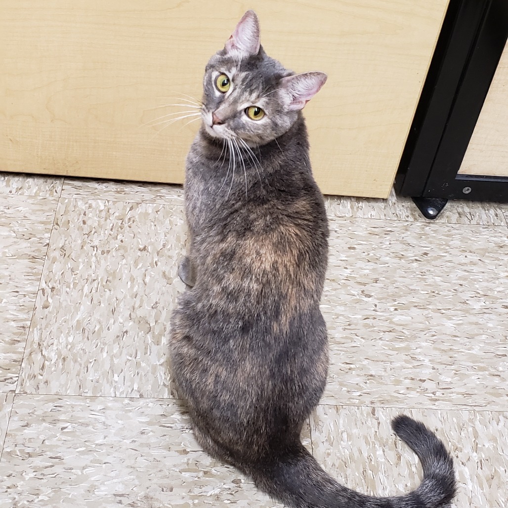 Illy, an adoptable Domestic Short Hair in Bulverde, TX, 78163 | Photo Image 1