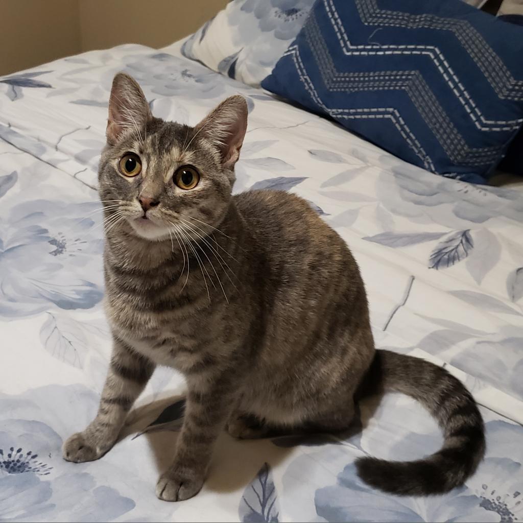 Illy, an adoptable Domestic Short Hair in Bulverde, TX, 78163 | Photo Image 2