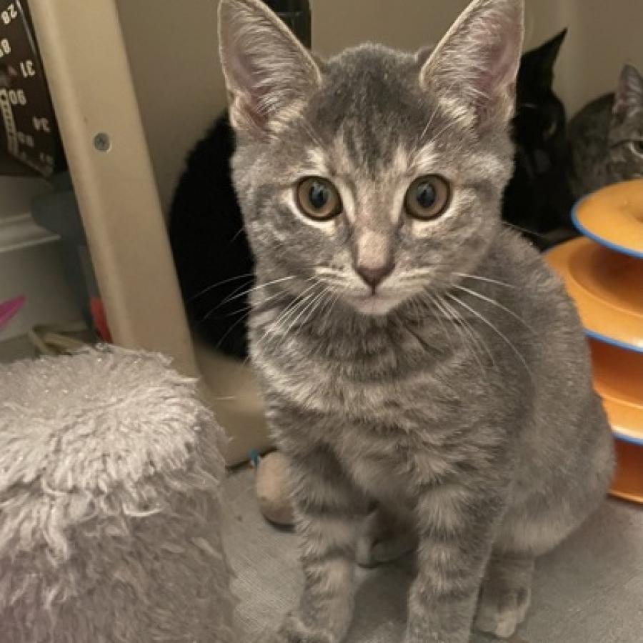 Illy, an adoptable Domestic Short Hair in Bulverde, TX, 78163 | Photo Image 3