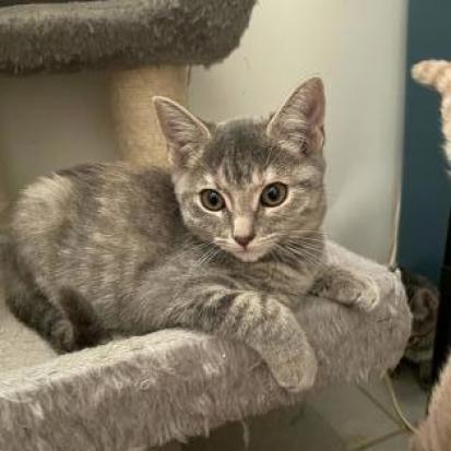 Illy, an adoptable Domestic Short Hair in Bulverde, TX, 78163 | Photo Image 4