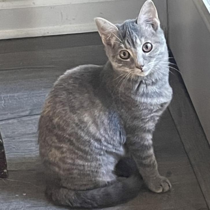 Illy, an adoptable Domestic Short Hair in Bulverde, TX, 78163 | Photo Image 5