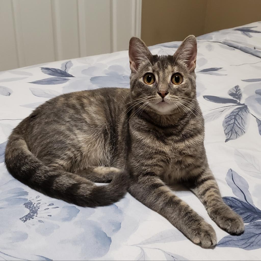 Illy, an adoptable Domestic Short Hair in Bulverde, TX, 78163 | Photo Image 6