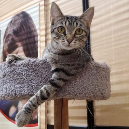 Vidalia, an adoptable Domestic Short Hair in Bulverde, TX, 78163 | Photo Image 1