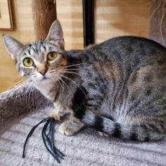 Vidalia, an adoptable Domestic Short Hair in Bulverde, TX, 78163 | Photo Image 2