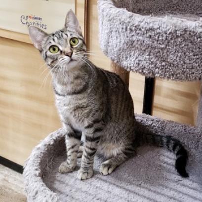 Vidalia, an adoptable Domestic Short Hair in Bulverde, TX, 78163 | Photo Image 3