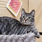 Barb, an adoptable Domestic Short Hair in Bulverde, TX, 78163 | Photo Image 1