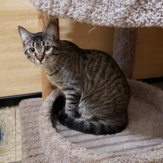 Barb, an adoptable Domestic Short Hair in Bulverde, TX, 78163 | Photo Image 2