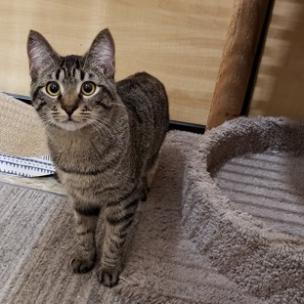 Barb, an adoptable Domestic Short Hair in Bulverde, TX, 78163 | Photo Image 3