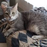 Hans Solo, an adoptable Domestic Short Hair in Bulverde, TX, 78163 | Photo Image 1