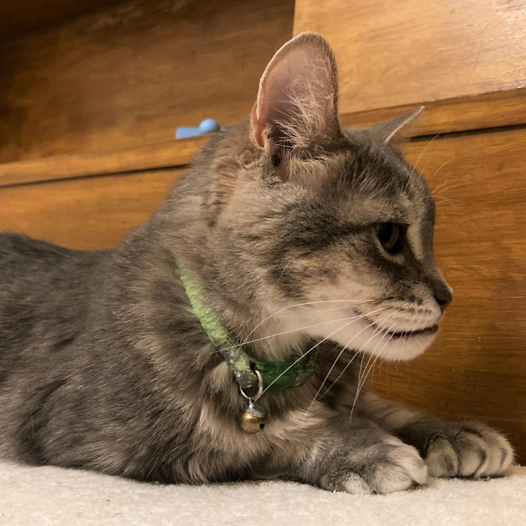 Hans Solo, an adoptable Domestic Short Hair in Bulverde, TX, 78163 | Photo Image 2