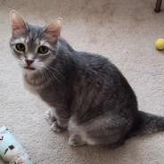 Hans Solo, an adoptable Domestic Short Hair in Bulverde, TX, 78163 | Photo Image 3