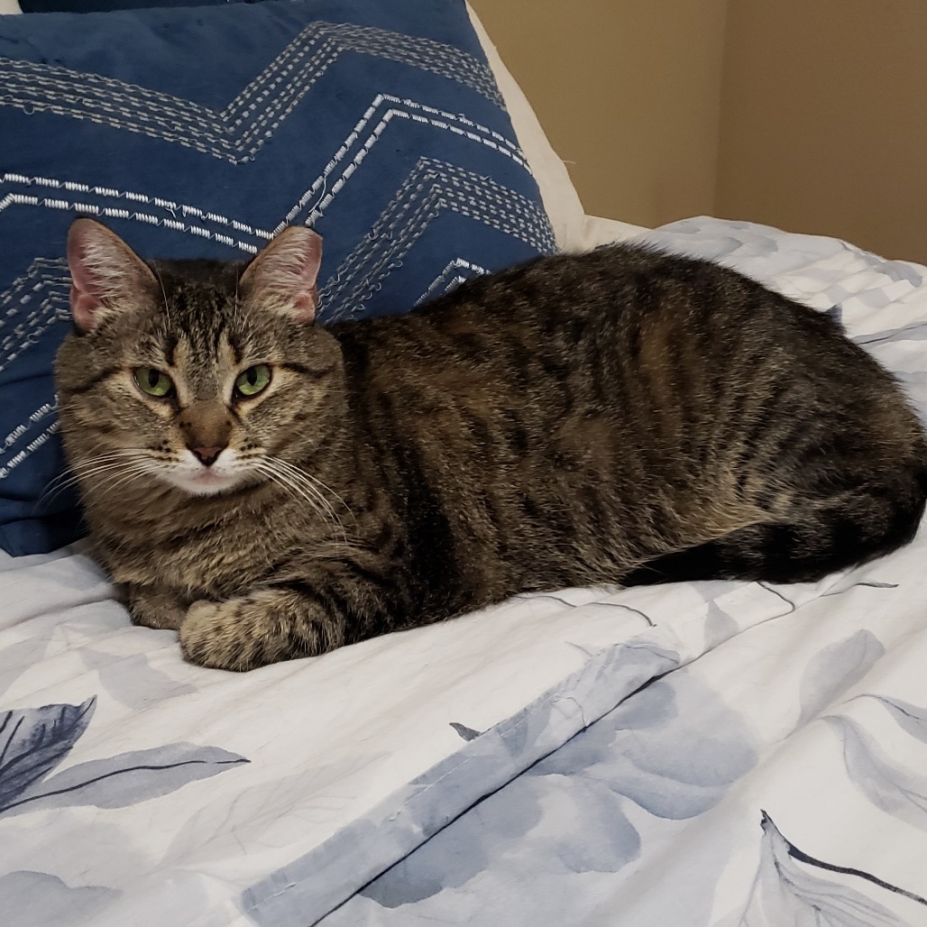 Imogen, an adoptable Domestic Short Hair in Bulverde, TX, 78163 | Photo Image 1