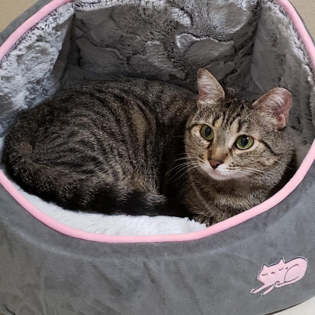 Imogen, an adoptable Domestic Short Hair in Bulverde, TX, 78163 | Photo Image 2