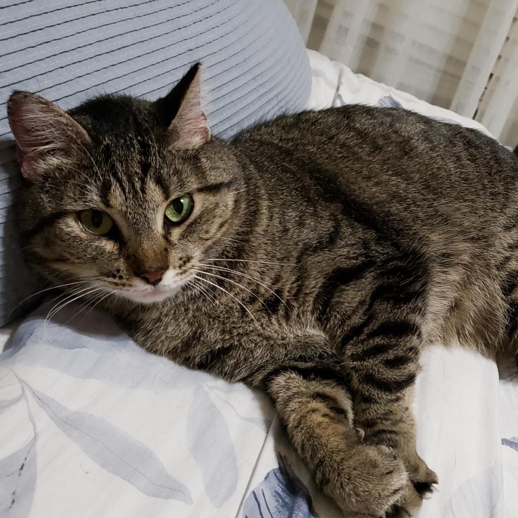 Imogen, an adoptable Domestic Short Hair in Bulverde, TX, 78163 | Photo Image 3