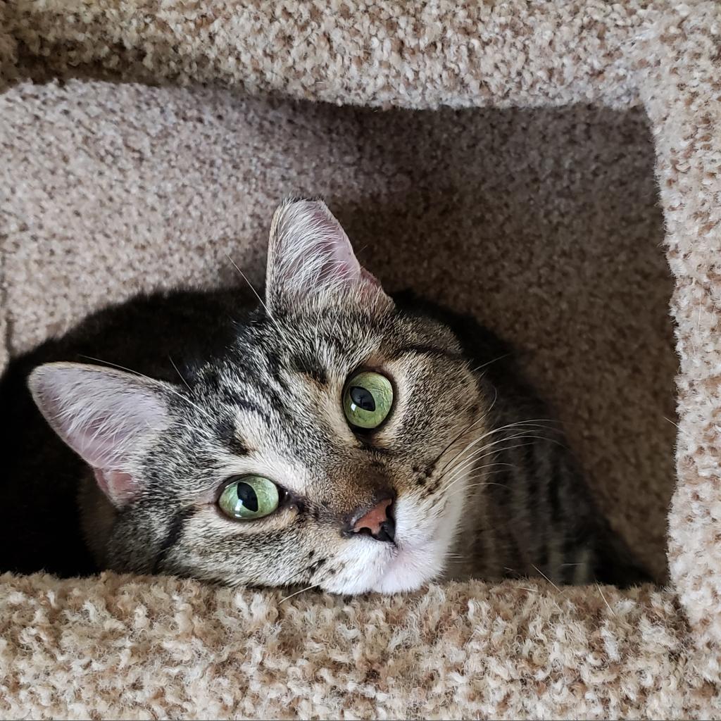 Imogen, an adoptable Domestic Short Hair in Bulverde, TX, 78163 | Photo Image 4