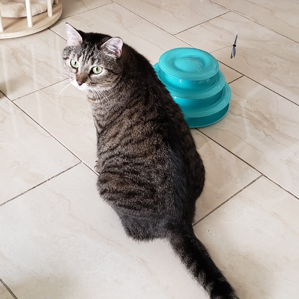 Imogen, an adoptable Domestic Short Hair in Bulverde, TX, 78163 | Photo Image 5