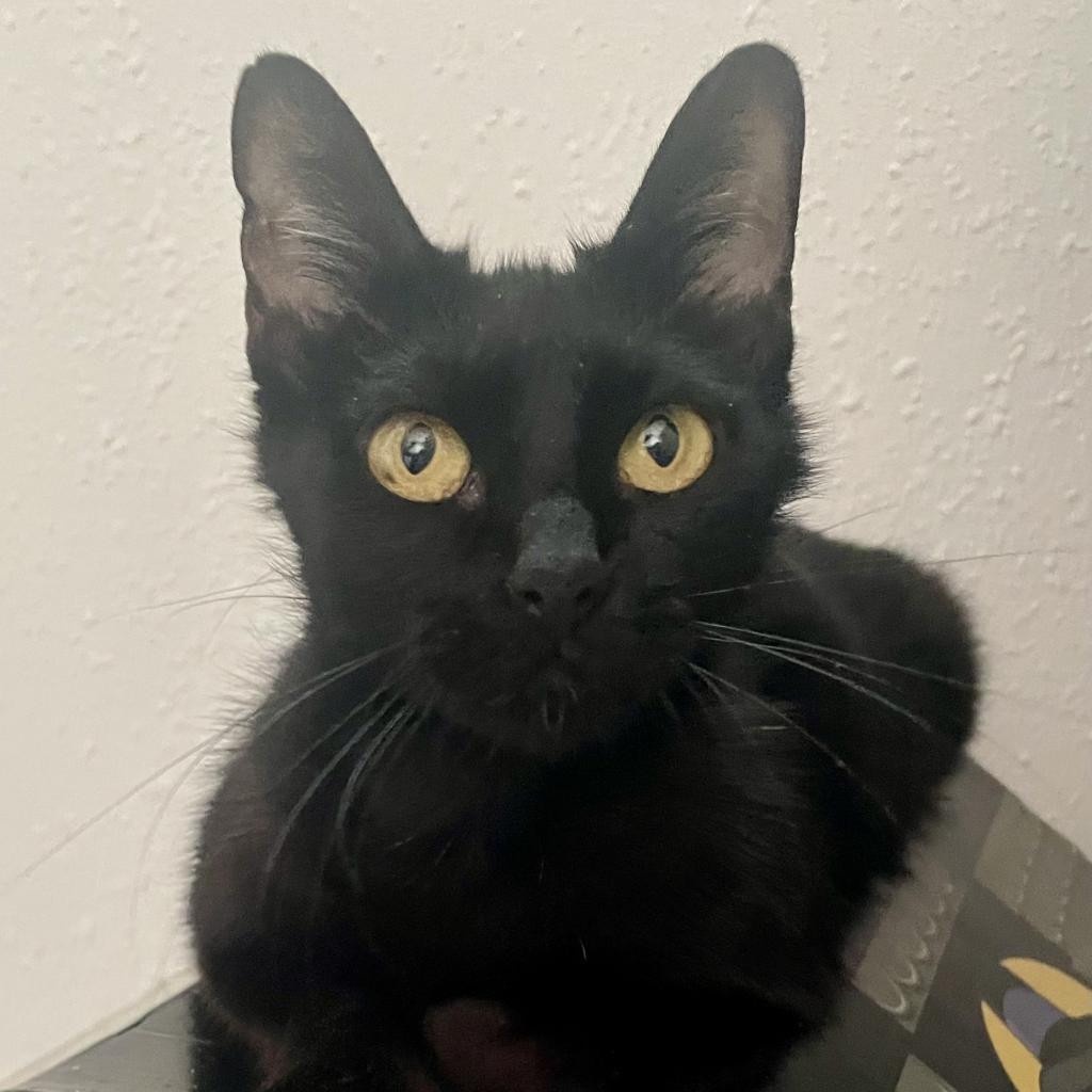 Mockingbird, an adoptable Domestic Short Hair in Bulverde, TX, 78163 | Photo Image 1