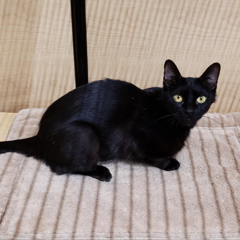 Mockingbird, an adoptable Domestic Short Hair in Bulverde, TX, 78163 | Photo Image 2