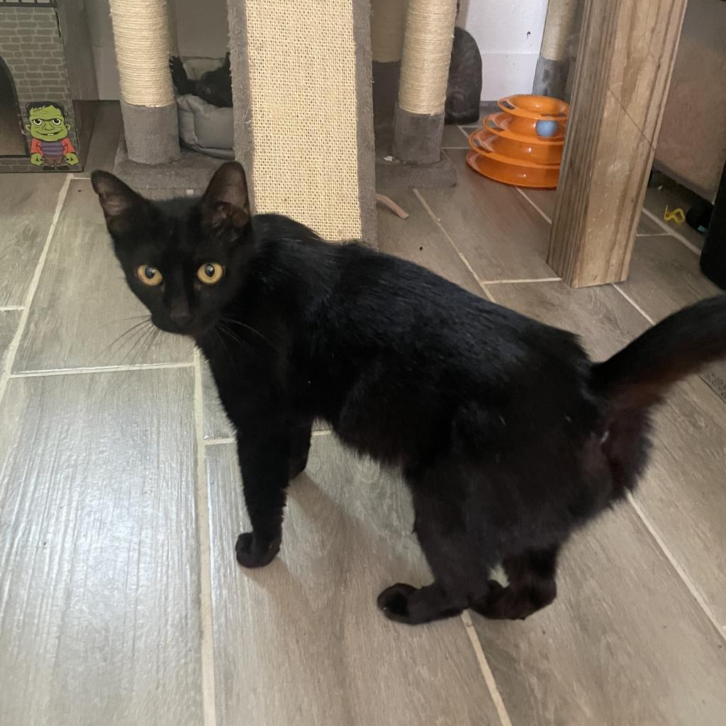 Mockingbird, an adoptable Domestic Short Hair in Bulverde, TX, 78163 | Photo Image 3