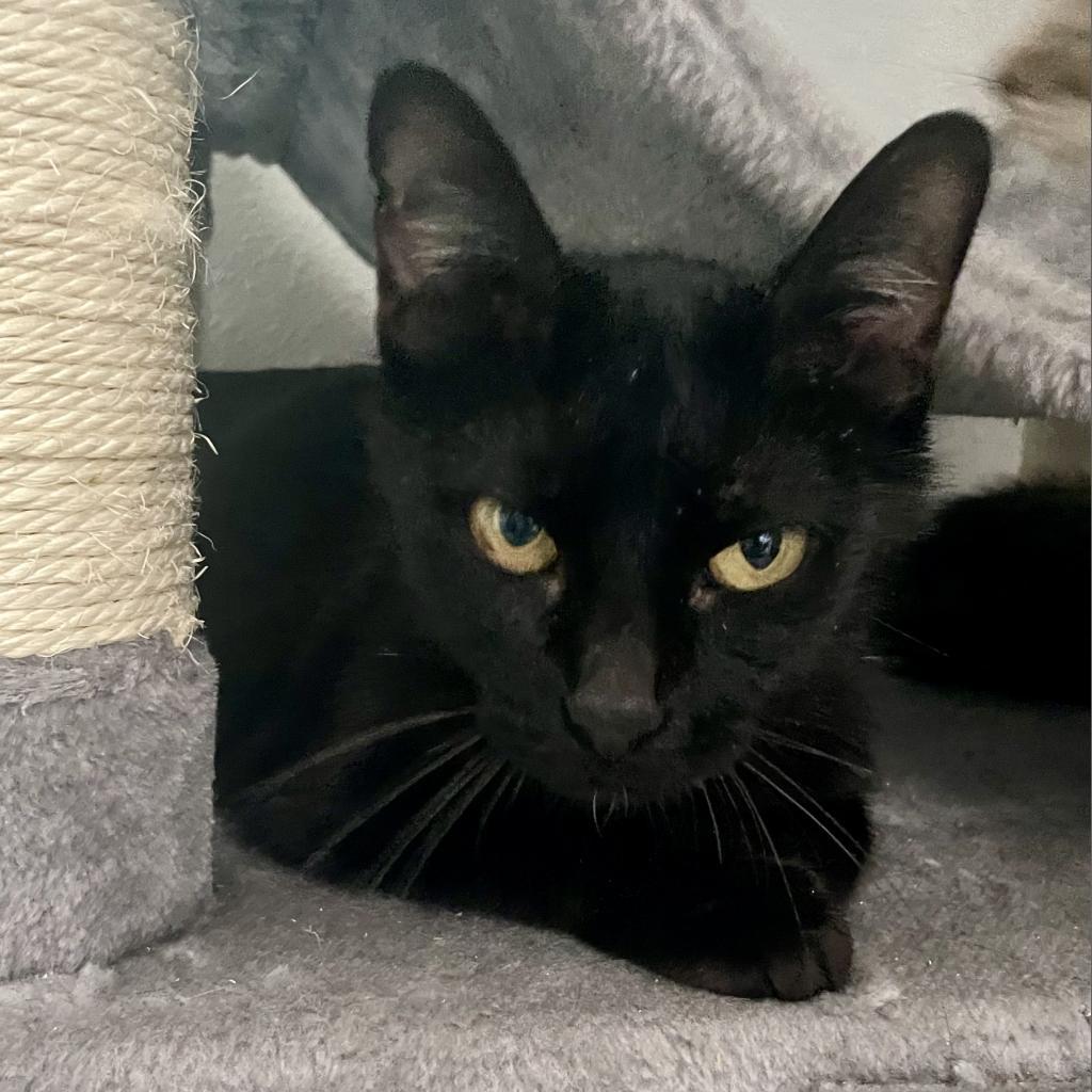 Mockingbird, an adoptable Domestic Short Hair in Bulverde, TX, 78163 | Photo Image 4