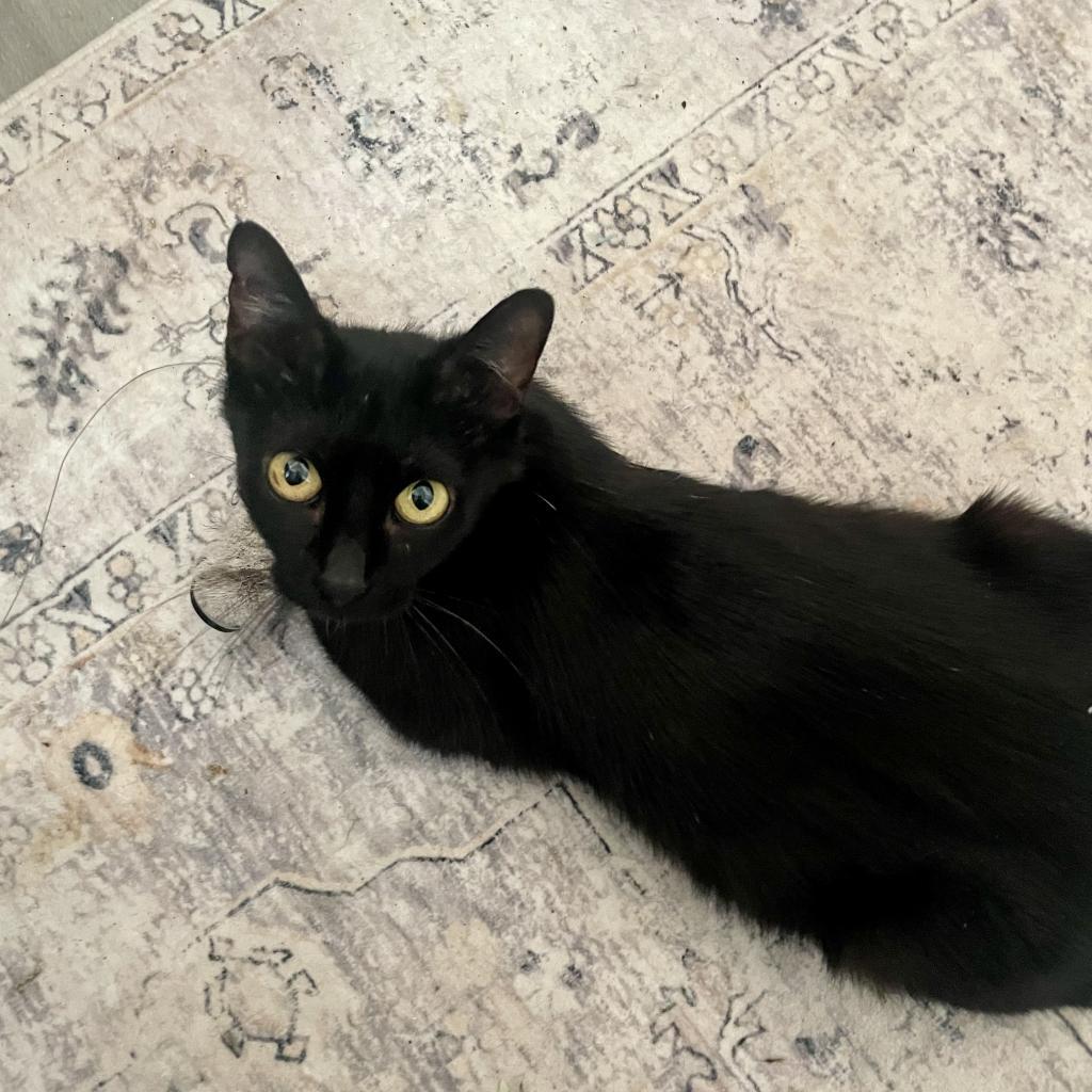 Mockingbird, an adoptable Domestic Short Hair in Bulverde, TX, 78163 | Photo Image 5